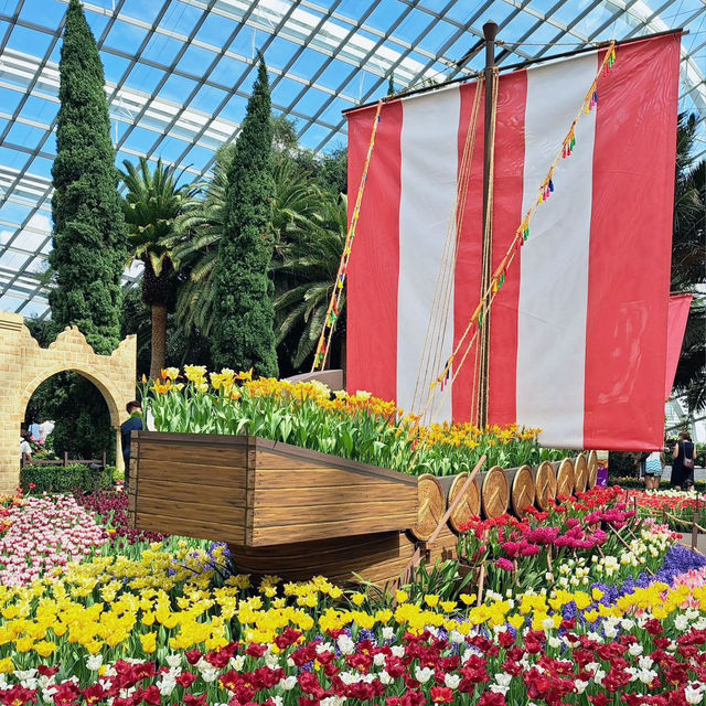 Tulip Fever in Full Bloom! 🇸🇬