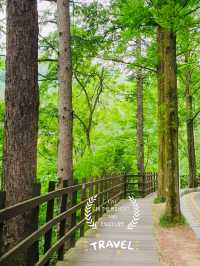 A Nice Walk in the Woods at Bomunsan Happiness Forest Path Center