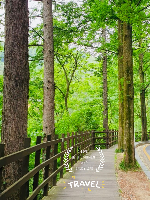 A Nice Walk in the Woods at Bomunsan Happiness Forest Path Center