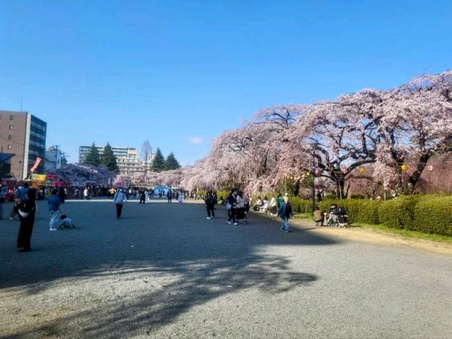 仙台市中心賞櫻好去處---榴岡公園，白天晚上都很夢幻！