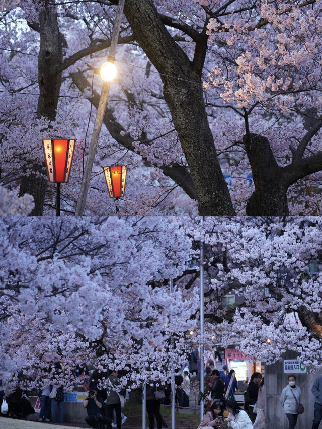 Chasing the Last of Cherry Blossom Season 🌸🌇