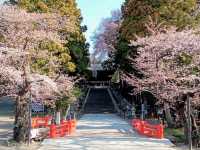 漫步在石鳥居與紅神橋的春櫻時光---仙台東照宮