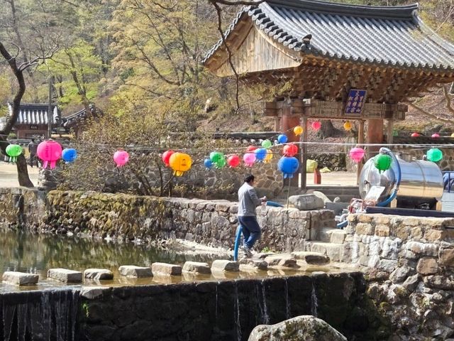 Cherry Blossom Templestay