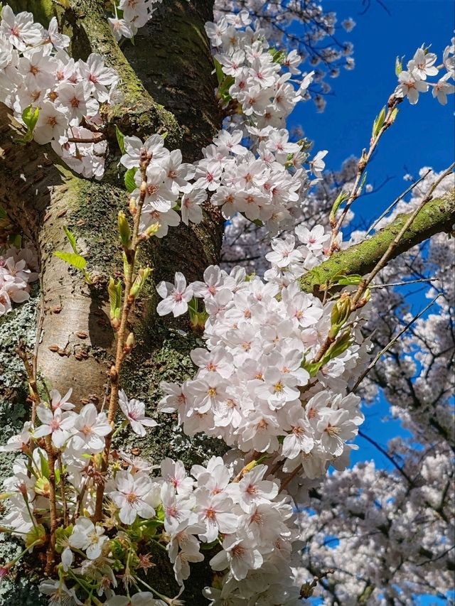 De Poel Cherry Blossom