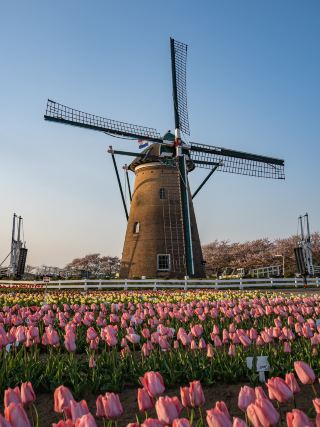 Chiba Prefecture, Sakura Furusato Square