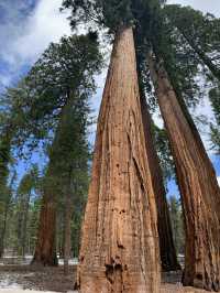 Where Giants Stir: A Springtime Journey Through Mariposa’s Ancient Sequoias