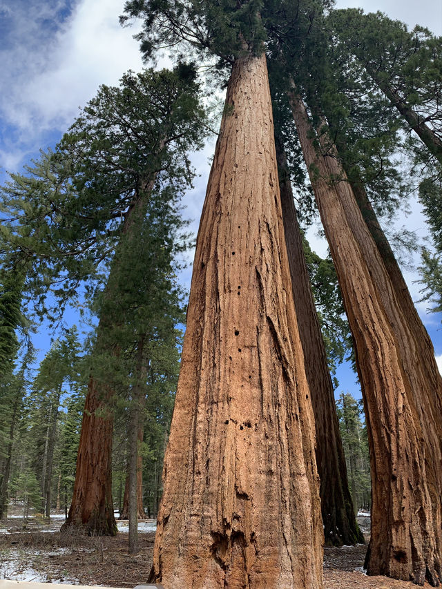 Where Giants Stir: A Springtime Journey Through Mariposa’s Ancient Sequoias