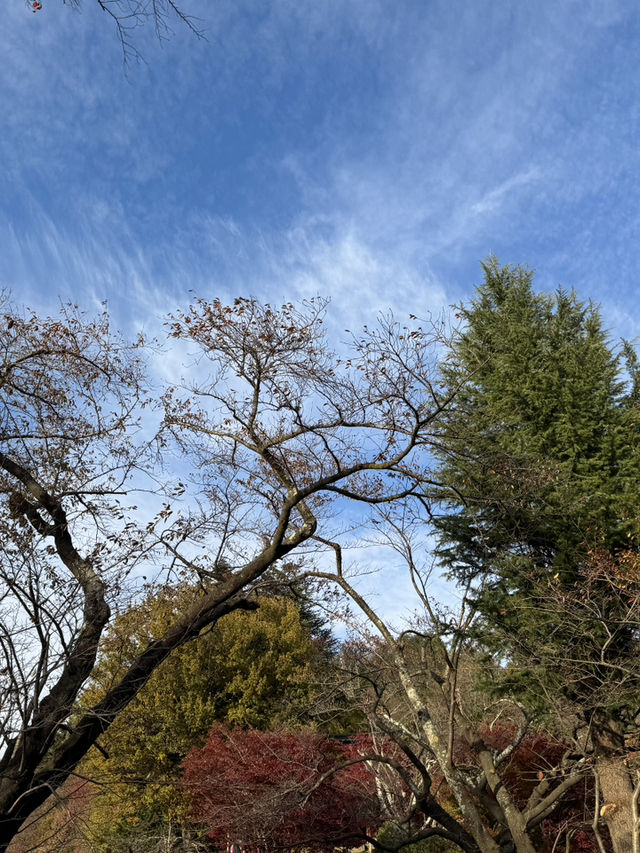 東京｜交通攻略｜新倉山淺間公園｜富士山經典打卡路線