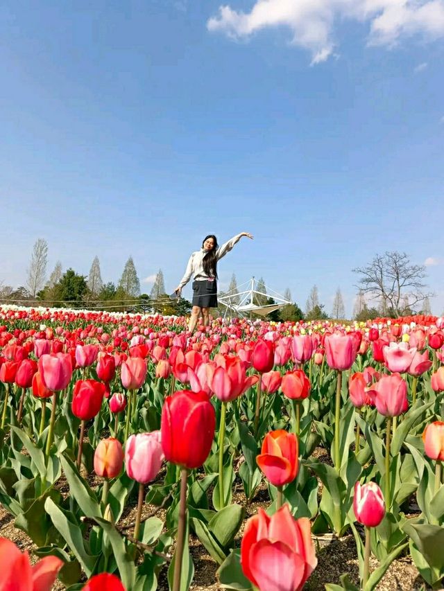 Cheongju in Bloom: A Tranquil Cherry Blossom Retreat 