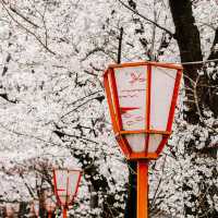Japan – Sakura Nights Under the Lantern Glow