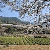 HADONG: KOREA’S SPRINGTIME CHERRY BLOSSOM PARADISE