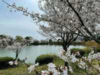 Arashiyama Bamboo Grove – A Serene Escape in Kyoto