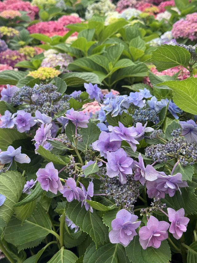 屯門黃金海岸繡球花節｜浪漫花海的夢幻之旅