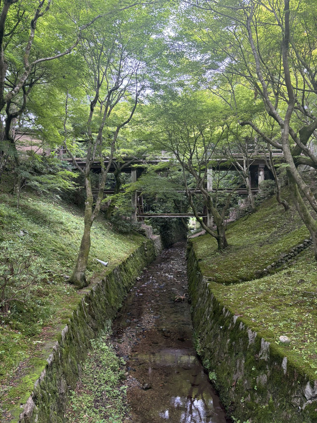 東福寺的繡球花季節🌸🏯
