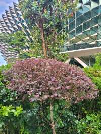 A Field day at Esplanade gardens