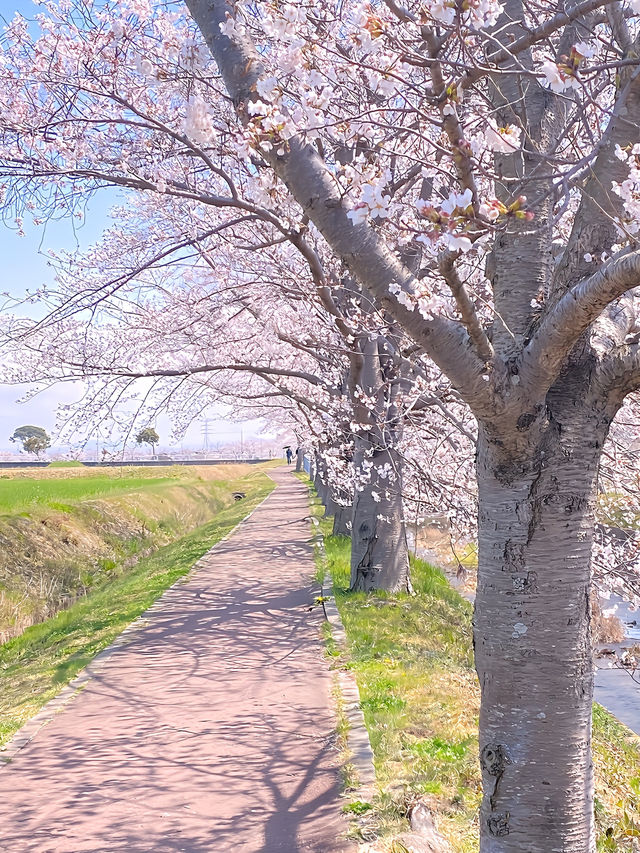┃兵庫稲美町┃1キロ続く曇川の桜