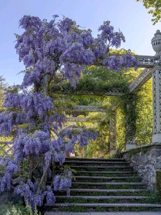Bodnant Garden – A Living Masterpiece in the Heart of North Wales