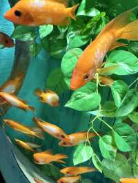 Dive into Wonder: A Day at Lotte World Aquarium