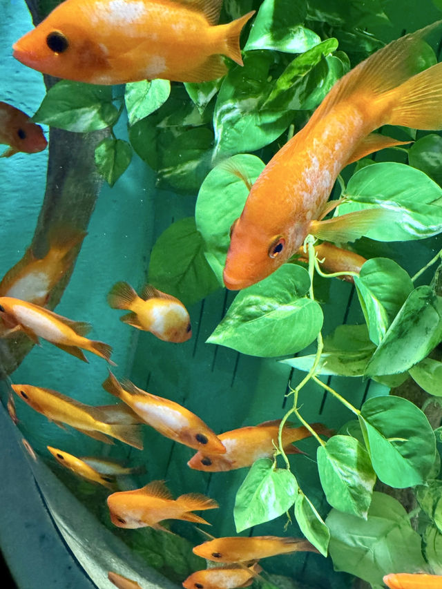 Dive into Wonder: A Day at Lotte World Aquarium