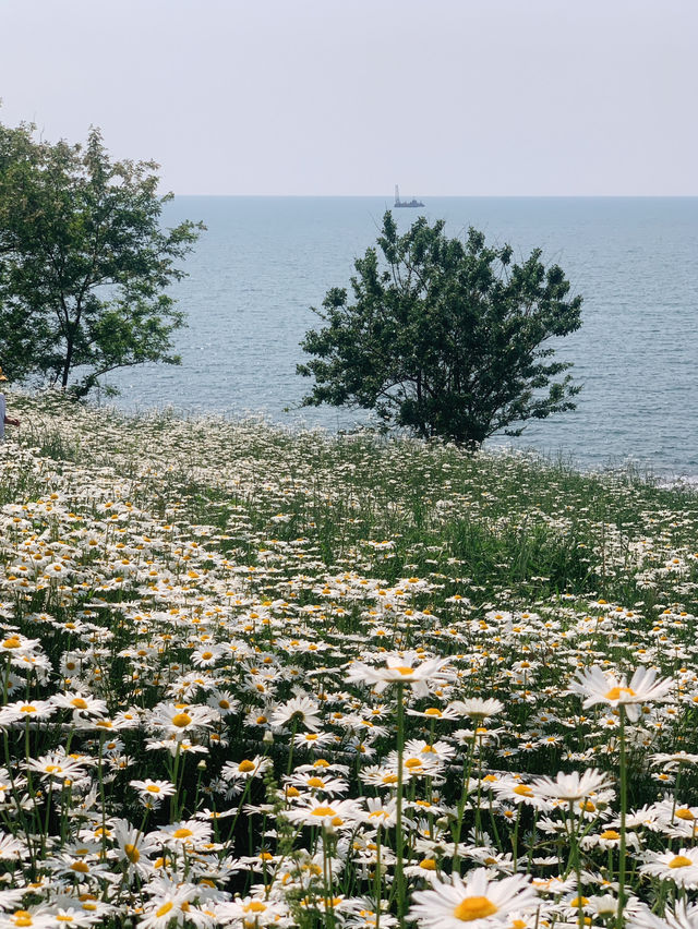 광주 근교 샤스타데이지 꽃밭