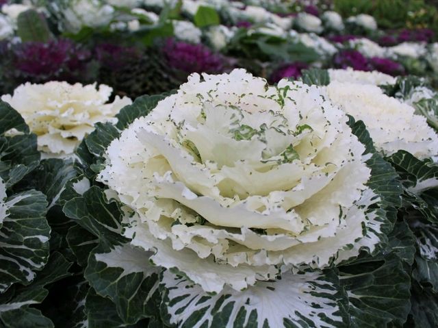 A Blooming Escape: Northern Blossom Flower Farm, Atok, Benguet