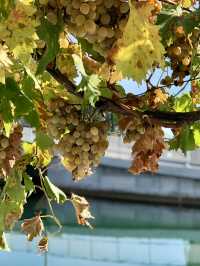 Countryside Escapes – Rogotin & Vlaka’s Peaceful Beauty with a Grape Surprise