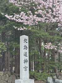 北海道神宮 櫻花季🌸