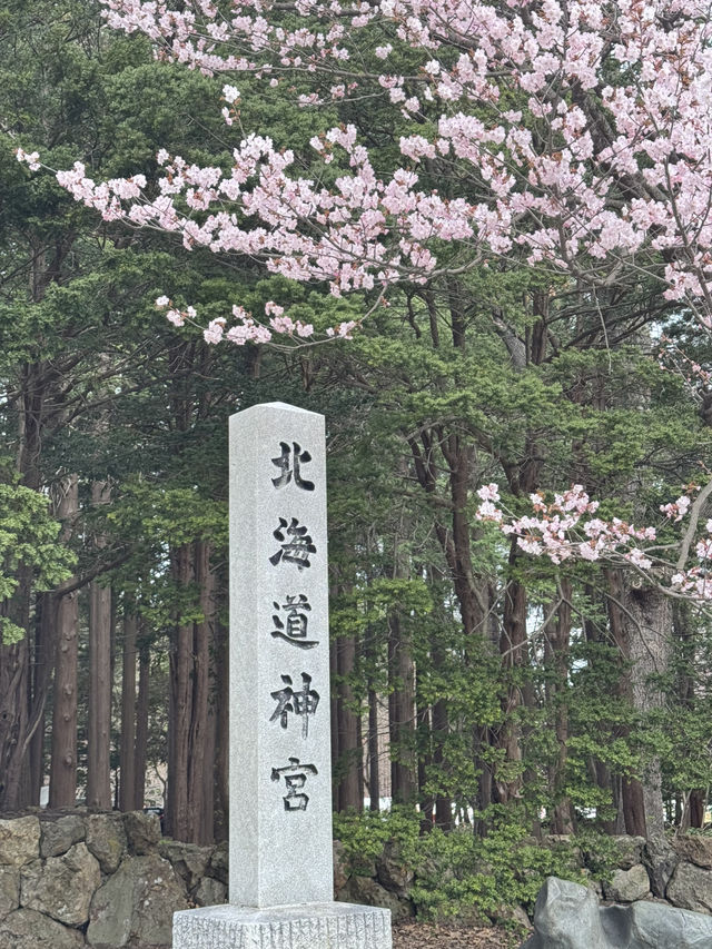 北海道神宮 櫻花季🌸