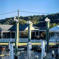 🌊 Sydney Day Trip | Woy Woy — The Pelican Town 🐦✨