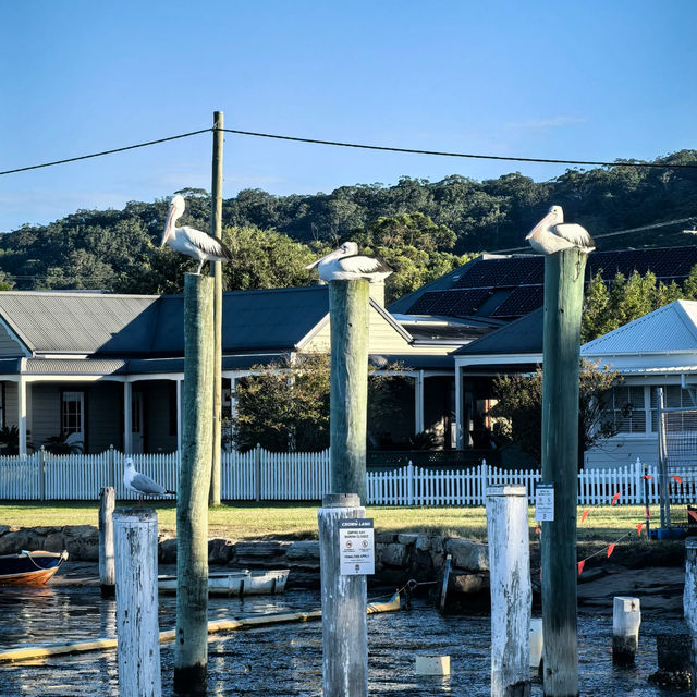 🌊 Sydney Day Trip | Woy Woy — The Pelican Town 🐦✨