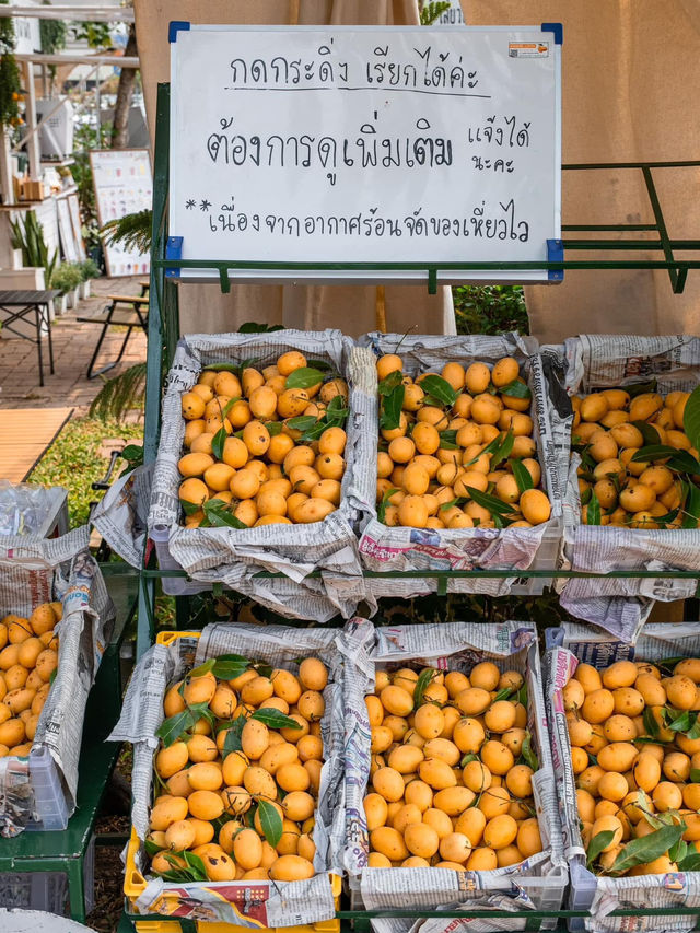คาเฟ่ มะยงชิด by สวนชลาลัย 🌻🌻