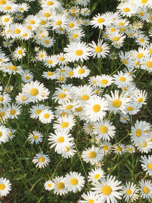 🌿 사계절 자쿠지를 즐길 수 있는 독채펜션