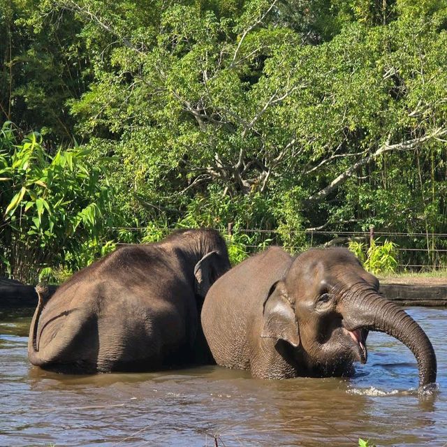 Australia Zoo – Sunshine Coast, QLD