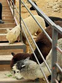 🦙 숲속에서 알파카와 눈맞춤 