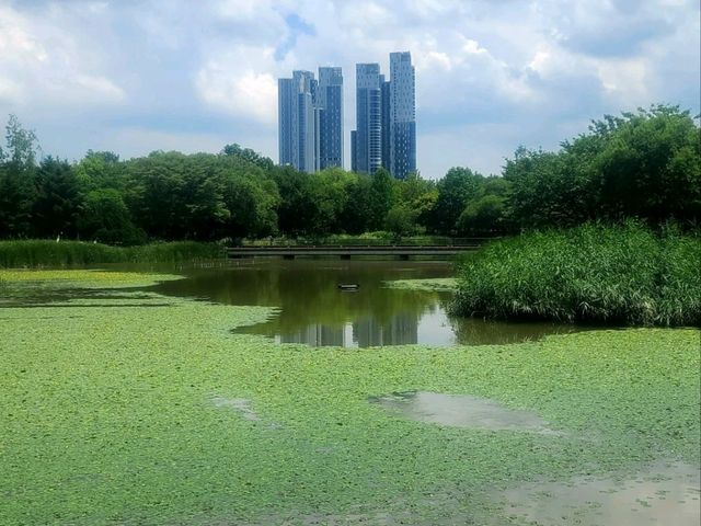 서울숲공원 (하늘 그리고 수국길)