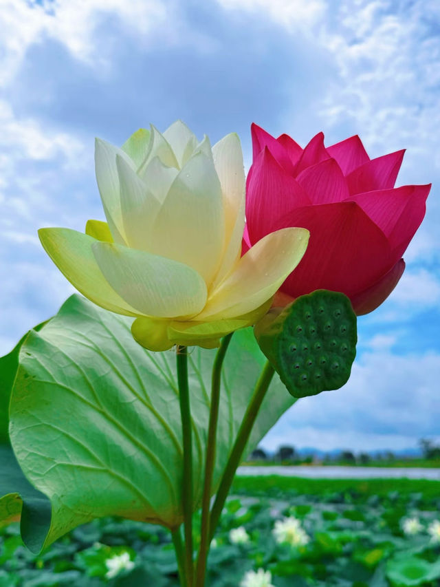 珠海｜夢境般荷花盛開的6月天🪷💓