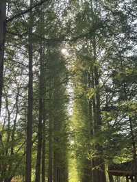 🚂 춘천 당일치기 여행코스 🌳 남이섬부터 떡볶이까지 완벽 루트!