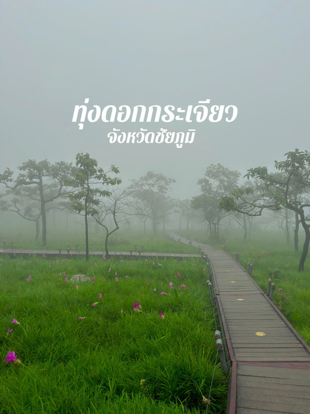 ทุ่งดอกกระเจียว อุทยานแห่งชาติป่าหินงาม 🌷✨