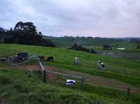 Car Hire for Perth Travels to Ferguson Valley, WA Australia 