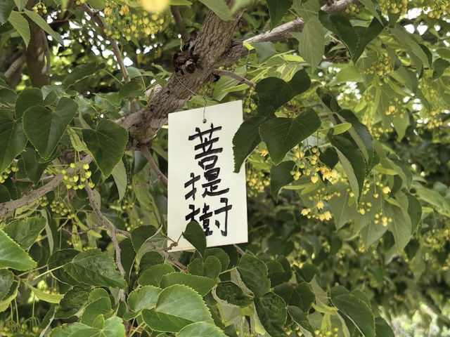【静寂に包まれる祈りの空間🙏】鎮国寺で心を整える癒し旅