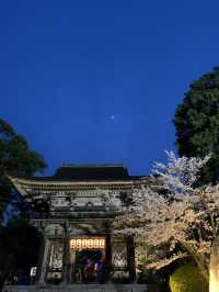 【滋賀🇯🇵】大津で楽しむ三井寺の夜桜
