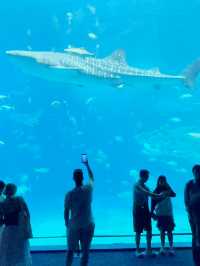 沖繩｜再遠都值得跑一趟 美麗海水族館的黑潮之美