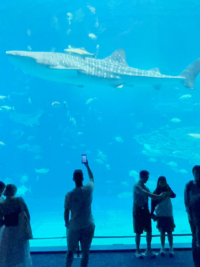 沖繩｜再遠都值得跑一趟 美麗海水族館的黑潮之美