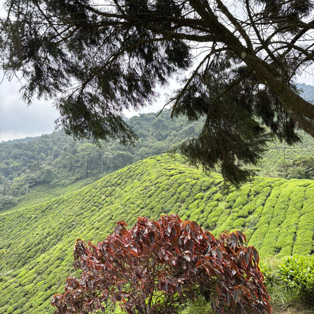 unique experience in a tea plantation & less crowd too!