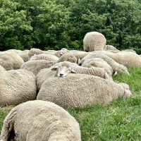 강원도 평창 여행 필수 코스, ‘대관령 양떼목장’ 🐑