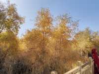 新疆-塔里木胡楊林公園（休閒農場）