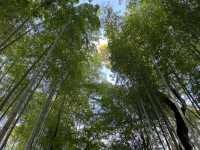 靜岡修繕寺景點 竹林小徑
