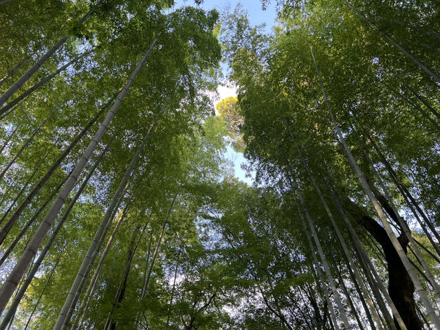 靜岡修繕寺景點 竹林小徑