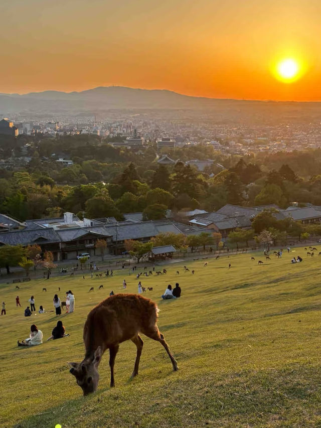 🦌⛰️✨ Quick Guide – Mount Wakakusa & Ikuta Shrine