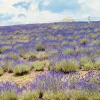 🌿 Solo Travel Escape: Lavender & Moai at Makomanai Takino Cemetery, Sapporo!